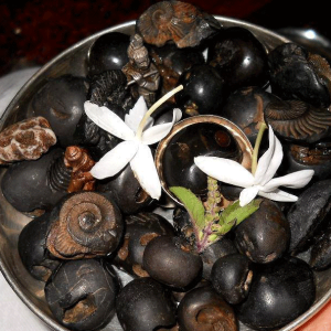 Shaligrams Services in Noida